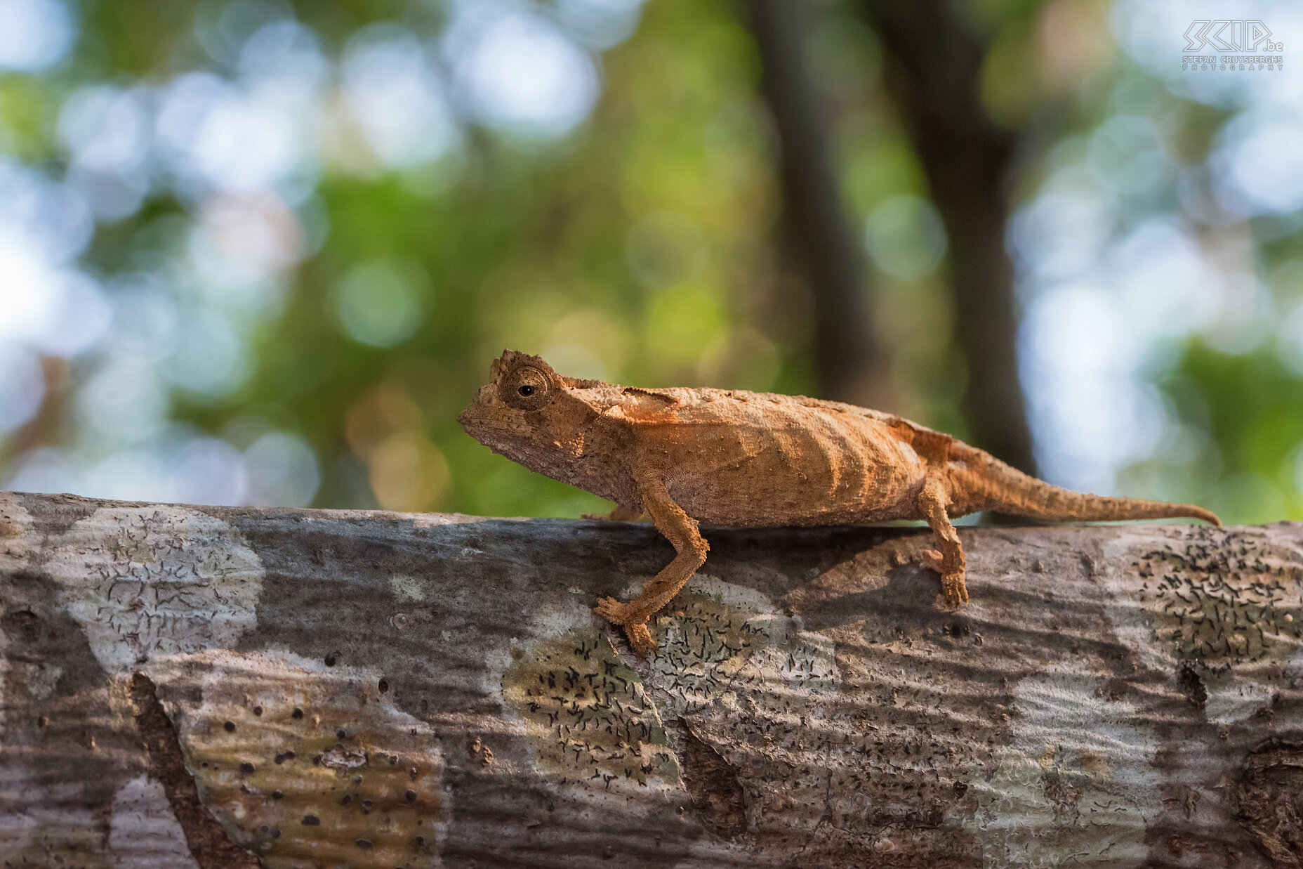 Anja - Leaf chameleon The leaf chameleon or Brookesia brygooi is a one of the smallest chameleons in the world. It is endemic to southwestern Madagascar. It is 3 to 8 centimeters long. Like all other chameleons each eye can focus independently and they have a 360-degree arc of vision. It lives on the forest floor and its appearance mimics that of a dead leaf.  Stefan Cruysberghs